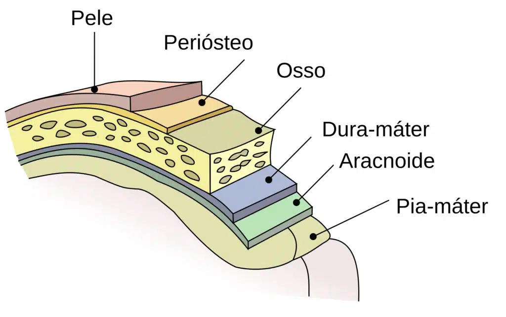 Camadas das meninges que protegem o cérebro.